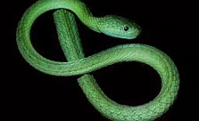 Green Cat Eyed Snake - Boiga Cyanea